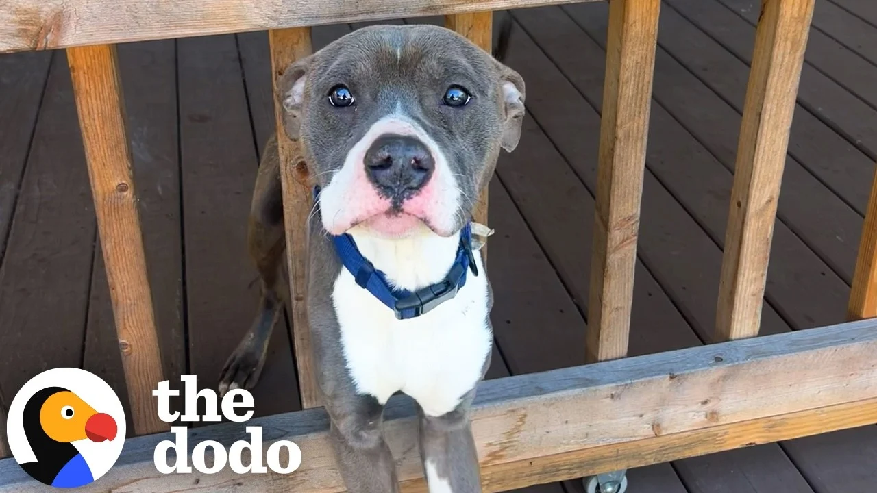 Woman Wakes Up To A Pit Bull Sleeping On Her Porch | The Dodo